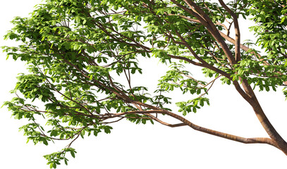 3D rendering of a tree, close-up corner, with transparent background for illustration, digital composition, architecture visualization