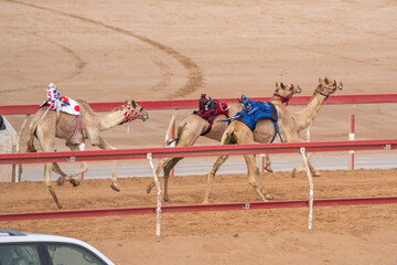 Lead racing camels racing on the sandy track in the Middle East with cars racing beside