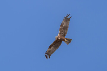 A western marsh harrier (Circus aeruginosus) in the middle east in flight