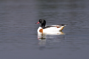 Common shelduck (Tadorna tadorna) swimming