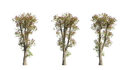 Fototapeta premium set of colorful trees, 3d rendering with transparent background, cut-outs, for illustration, digital composition, architecture visualization