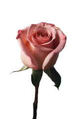 una flor rosa aislada