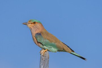 Indian roller (Coracias benghalensis) perched on blue sky background