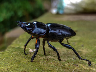 A black stag beetle on a green surface
