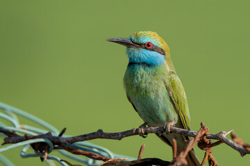 Arabian Bee Eater perched in the evening sun (Merops cyanophrys).