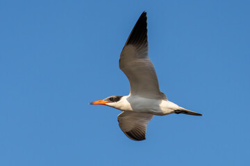 Fototapeta na wymiar The Caspian tern (Hydroprogne caspia) flying through the air with its huge wingspan and orange beak in the United Arab Emirates.