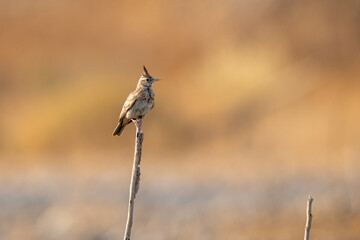 Crested lark (Galerida cristata) perched on branch