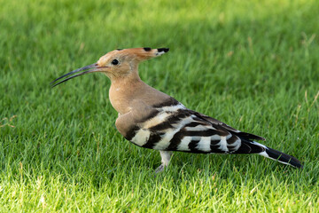 Eurasian hoopoe (Upupa epops) hunting on the green grass showing off it's crown.
