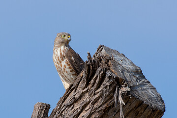 Eurasian sparrowhawk (Accipiter nisus), or northern sparrowhawk or simply the sparrowhawk on tree