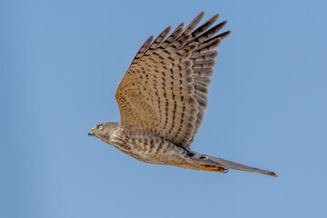 Eurasian sparrowhawk (Accipiter nisus), or northern sparrowhawk or simply the sparrowhawk in flight