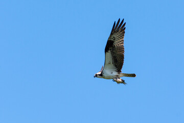 An osprey (Pandion haliaetus); the sea hawk, river hawk, or fish hawk flying with a fish.