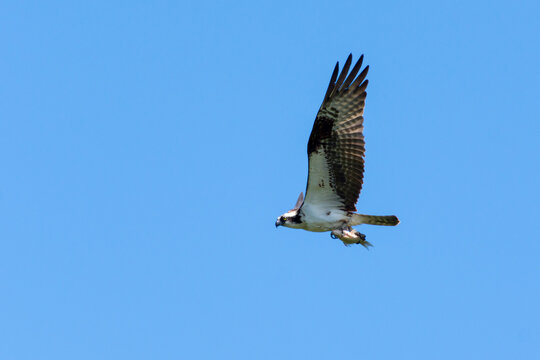 An osprey (Pandion haliaetus); the sea hawk, river hawk, or fish hawk flying with a fish.