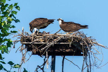 An osprey (Pandion haliaetus); the sea hawk, river hawk, or fish hawk in a nest with baby