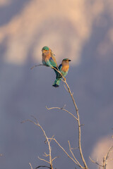 Indian roller pair (Coracias benghalensis) perched on purple sky background