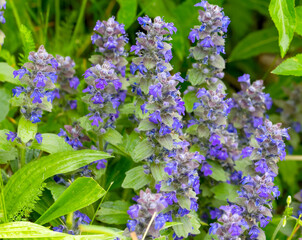 Meadow wild native blue flowers