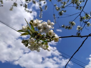 tree blossom