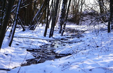 Panorama na wąską rzekę płynącą w lesie podczas mroźnej zimy. Mały strumyk leśny widoczny z oddali. Liczne drzewa, kłody i kamienie w rzece.