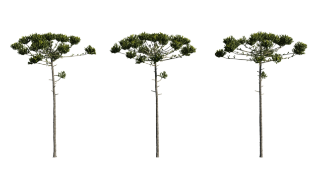 Set realistic coniferous trees 3D rendering on a transparent background, cut-outs for digital composition, illustration, architecture visualization