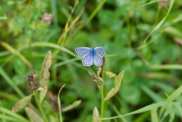 Common blue (Polyommatus icarus) Butterfly sitting on a plant in Zurich, Switzerland
