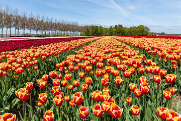 Obraz premium tulip field in Flevoland, Netherlands