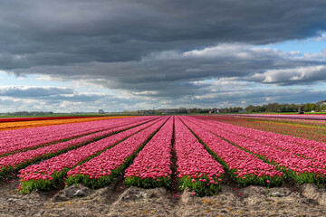 tulip field in Flevoland, Netherlands