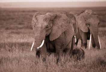Rodzina słoni na afrykańskiej sawannie w Amboseli  - obrazy, fototapety, plakaty