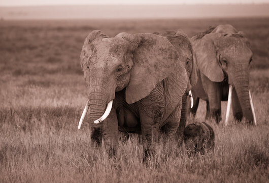 Fototapeta Rodzina słoni na afrykańskiej sawannie w Amboseli 