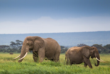 Rodzina słoni na afrykańskiej sawannie w Amboseli  © kubikactive