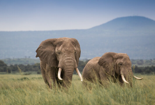 Fototapeta Rodzina słoni na afrykańskiej sawannie w Amboseli 