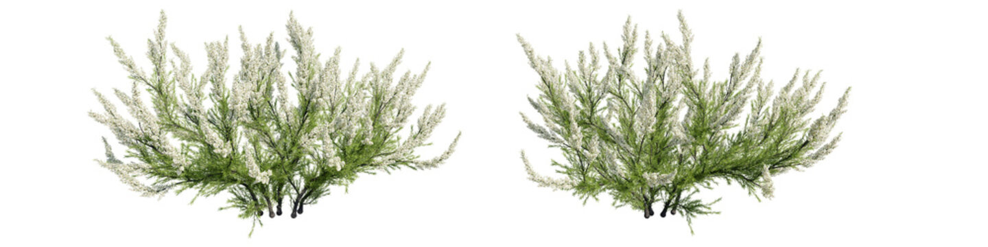erica arborea 3D rendering, transparent background, for digital composition, illustration, architecture visualization