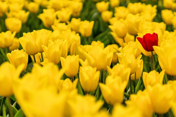 single red tulip in a field of yellow tulips in Flevoland, Netherlands