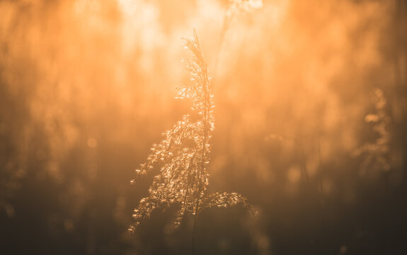 Binsengras im morgendlichen Sonnenlicht