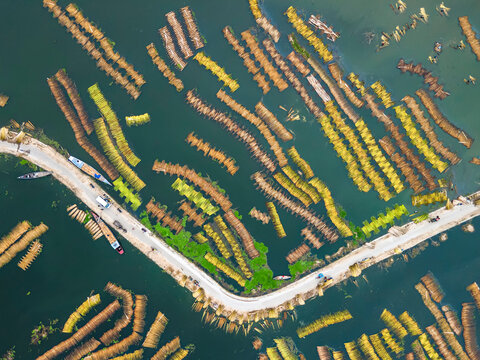 Aerial view of Eco friendly jute processing field in natore, Bangladesh. 