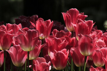 tulips in the garden