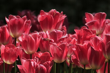 tulips in the garden