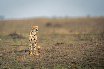 Cheetah sits on grassy plain in sunshine