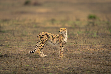 Cheetah stands on grassy plain looking back