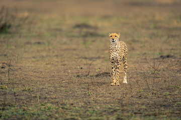 Cheetah stands on grassy plain facing camera