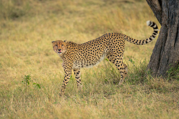 Cheetah stands near tree trunk licking lips