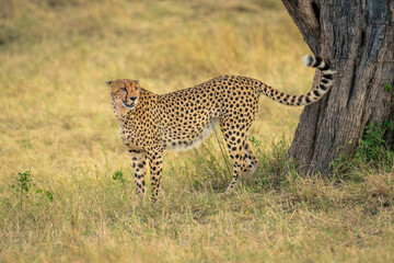 Cheetah stands near tree trunk marking territory