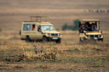 Cheetah stands on savannah near two jeeps - obrazy, fototapety, plakaty