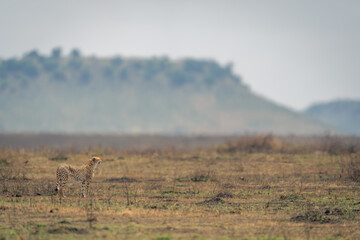 Cheetah stares over savannah in heat haze © Nick Dale