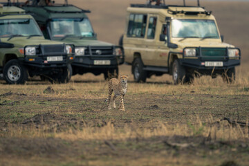 Cheetah walks across grassy plain near jeeps