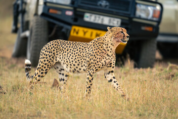 Cheetah walks past jeep on grassy plain