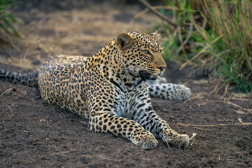 Close-up of female leopard lying on slope