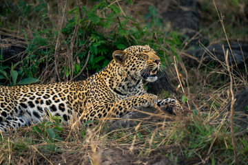 Close-up of leopard lying with eyes closed