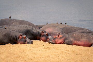 Close-up of hippopotamuses lying asleep on sand