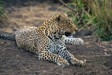Close-up of female leopard lying staring right