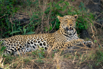 Close-up of female leopard lying opening mouth