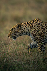 Close-up of female leopard walking through grass